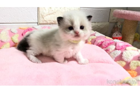 販売中の埼玉県のラグドール-118689の5枚目