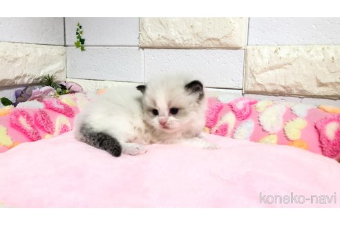 販売中の埼玉県のラグドール-118689の7枚目