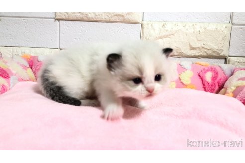 販売中の埼玉県のラグドール-118689の6枚目