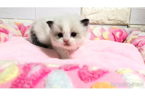 販売中の埼玉県のラグドール-118689の9枚目
