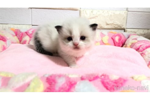 販売中の埼玉県のラグドール-118689の10枚目