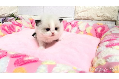 販売中の埼玉県のラグドール-118689の8枚目