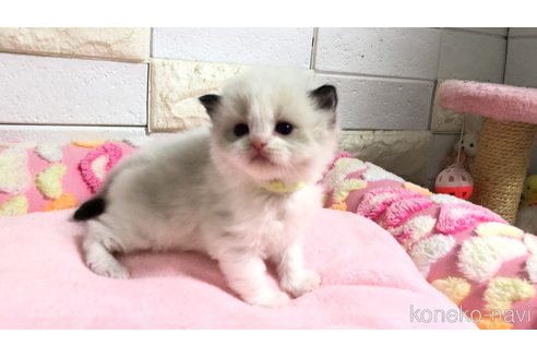 販売中の埼玉県のラグドール-118689の11枚目