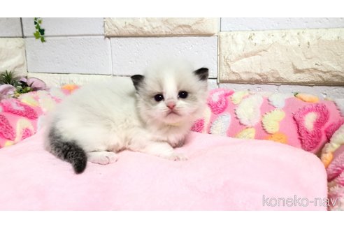 販売中の埼玉県のラグドール-118689