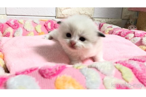 販売中の埼玉県のラグドール-118690