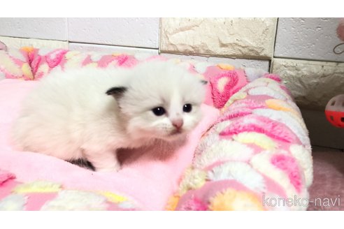 販売中の埼玉県のラグドール-118690の4枚目