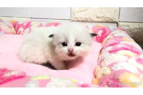 販売中の埼玉県のラグドール-118690の5枚目