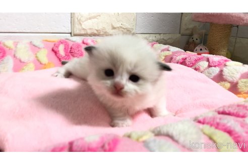 販売中の埼玉県のラグドール-118690の6枚目