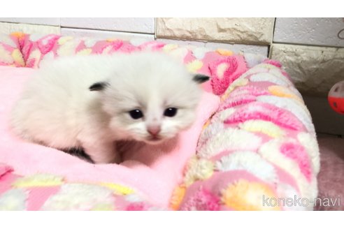 販売中の埼玉県のラグドール-118690の2枚目