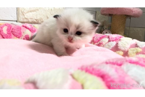 販売中の埼玉県のラグドール-118690の3枚目