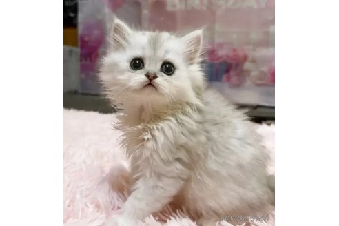 販売中の茨城県のペルシャ(チンチラ)-118700の3枚目