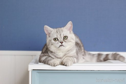 販売中の愛知県のミヌエット-112539の2枚目