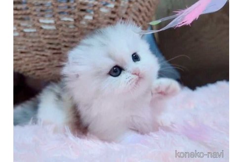 販売中の愛媛県のミヌエット(短足)-118706