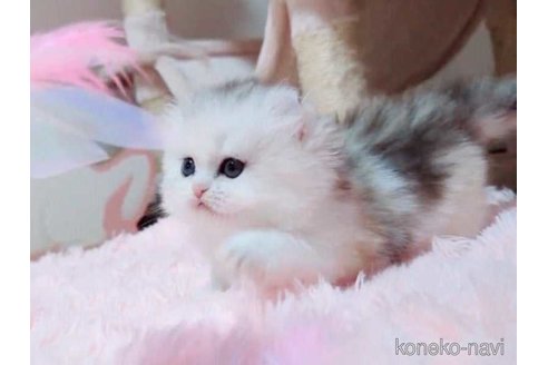 販売中の愛媛県のミヌエット(短足)-118706の3枚目