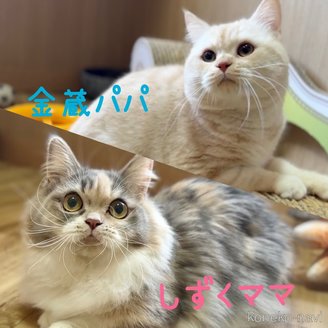 販売中の岐阜県のミヌエット(短足)-113680の7枚目