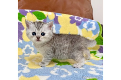 成約済の神奈川県のマンチカン-117857の6枚目