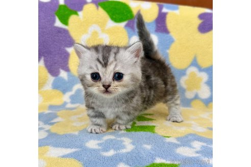 販売中の神奈川県のマンチカン(短足)-117862の2枚目