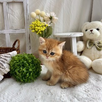 販売中の千葉県のブリティッシュショートヘア-117562の3枚目