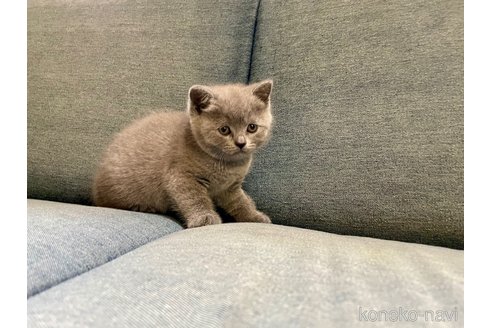 販売中の熊本県のブリティッシュショートヘア-118717の5枚目