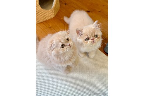 販売中の兵庫県のフォールデックス-117049の3枚目