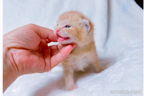 販売中の鹿児島県のスコティッシュフォールド(折れ耳)-117228の7枚目