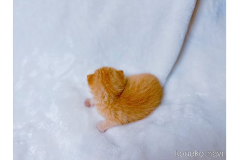 販売中の鹿児島県のスコティッシュフォールド(折れ耳)-117228の2枚目
