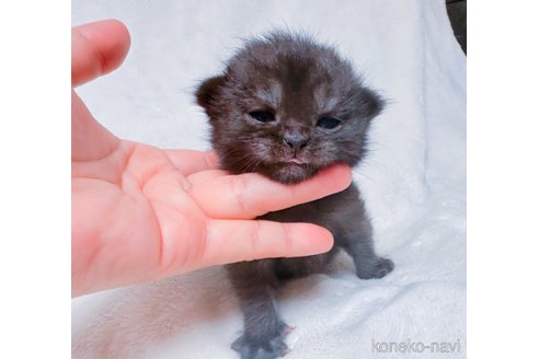販売中の鹿児島県のスコティッシュフォールド(折れ耳)-117226の5枚目