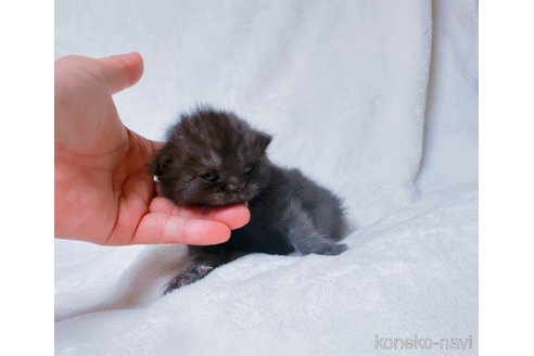 販売中の鹿児島県のスコティッシュフォールド(折れ耳)-117226の6枚目