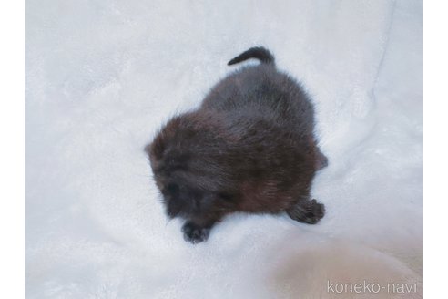 販売中の鹿児島県のスコティッシュフォールド(折れ耳)-117226の3枚目