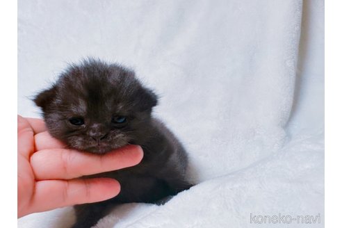 販売中の鹿児島県のスコティッシュフォールド(折れ耳)-117226の1枚目