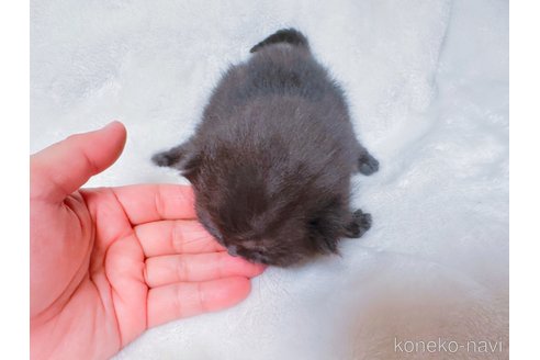 販売中の鹿児島県のスコティッシュフォールド(折れ耳)-117226の4枚目