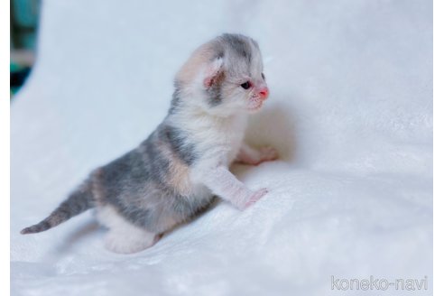 販売中の鹿児島県のスコティッシュフォールド-117225の7枚目
