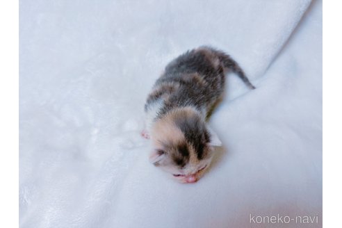 販売中の鹿児島県のスコティッシュフォールド-117225の4枚目