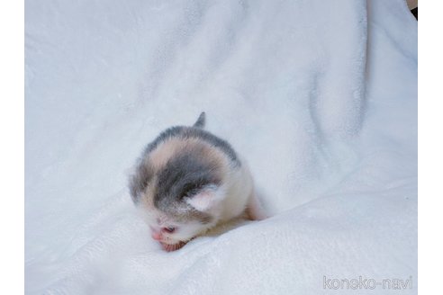 販売中の鹿児島県のスコティッシュフォールド-117225の3枚目
