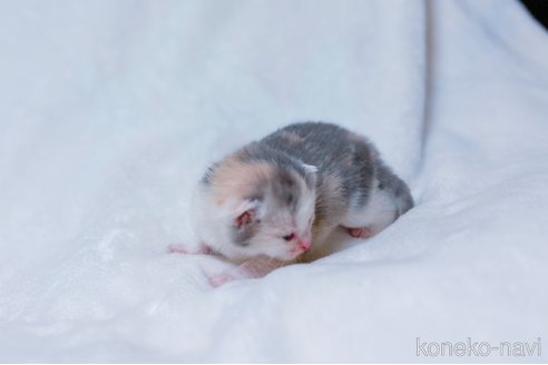 販売中の鹿児島県のスコティッシュフォールド-117225の2枚目