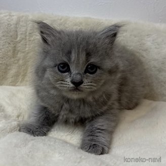 販売中の埼玉県のサイベリアン-117537の1枚目