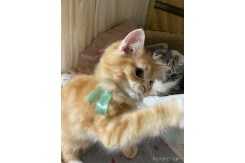 販売中の神奈川県のマンチカン-114950の33枚目