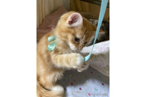 販売中の神奈川県のマンチカン-114950の31枚目