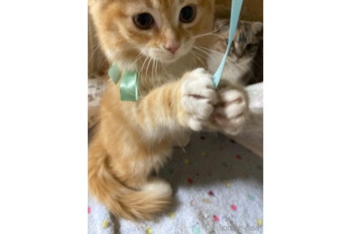 販売中の神奈川県のマンチカン-114950の30枚目