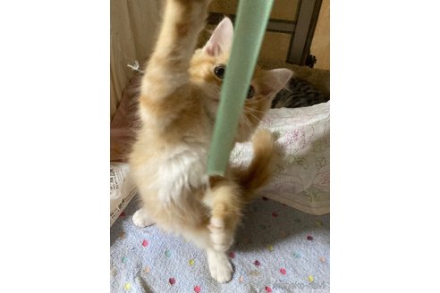 販売中の神奈川県のマンチカン-114950の24枚目