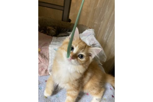 販売中の神奈川県のマンチカン-114950の20枚目