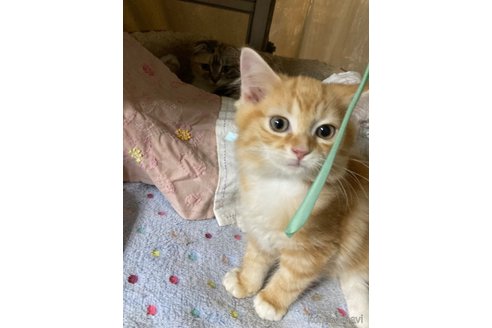 販売中の神奈川県のマンチカン-114950の18枚目