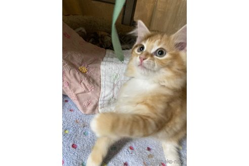 販売中の神奈川県のマンチカン-114950の19枚目