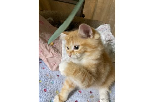 販売中の神奈川県のマンチカン-114950の17枚目