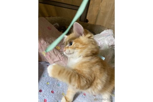 販売中の神奈川県のマンチカン-114950の16枚目