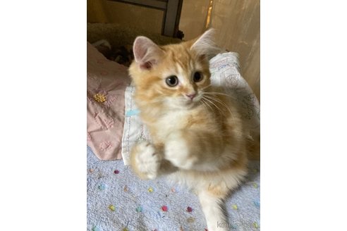 販売中の神奈川県のマンチカン-114950の15枚目