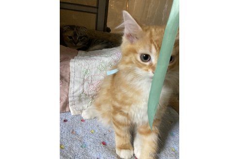 販売中の神奈川県のマンチカン-114950の14枚目