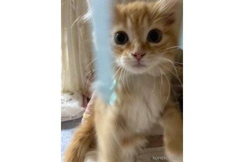 販売中の神奈川県のマンチカン-114950の9枚目