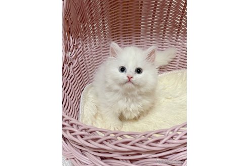 販売中の大阪府のミヌエット(短足)-115358の1枚目