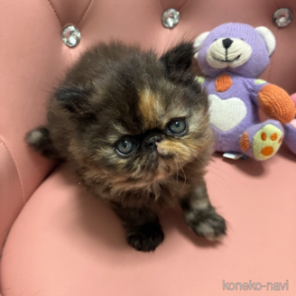 販売中の宮城県のエキゾチックロングヘア-118279